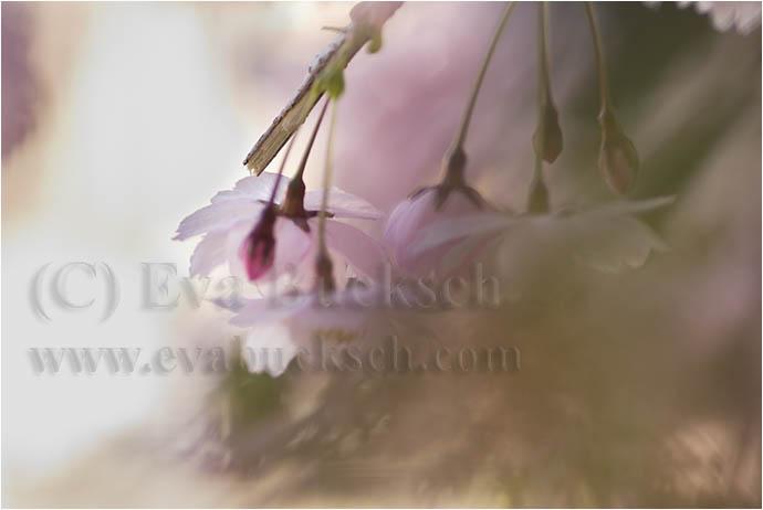 K&ouml;rsb&auml;rsblom - foto av Eva Bucksch